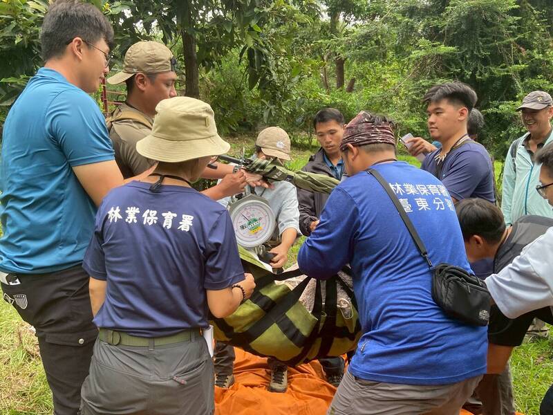 日本熊害出動自衛隊!台東成立6支「黑熊驅趕隊」 確保人熊平安共存