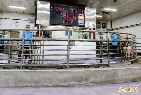 非洲豬瘟解禁 花蓮今日豬隻拍賣增加六成