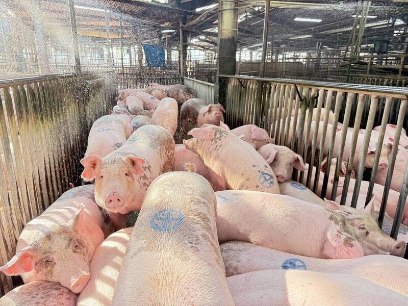禁宰令解除開拍了!豬肉供應商多採購2成 補15天庫存消耗