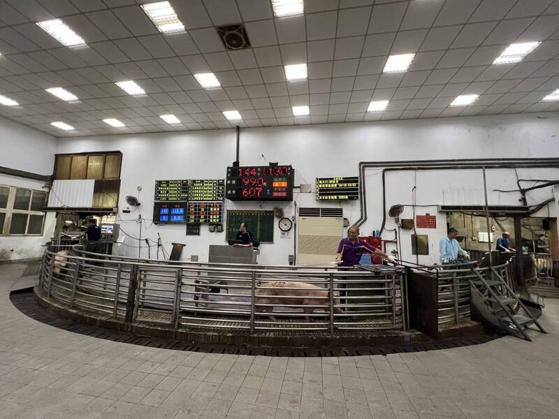 台中大安肉品市場上午10點開始拍賣豬隻 豬肉攤明早才有豬肉可賣