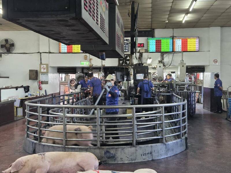 每公斤均價98.7元  南投豬隻恢復拍賣價格平穩