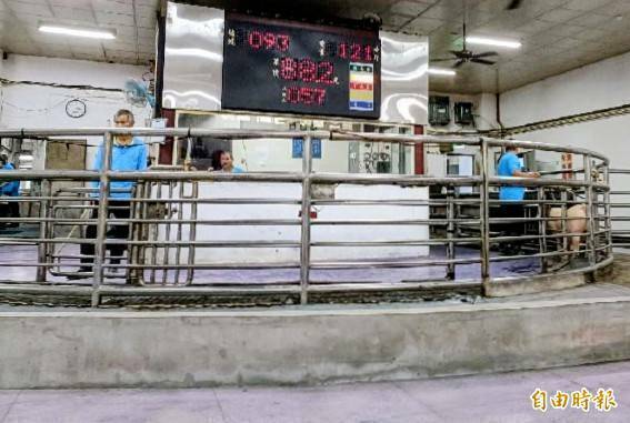 豬隻解禁全國7處市場今開始拍賣 農業部:每公斤價格約落在96-106元
