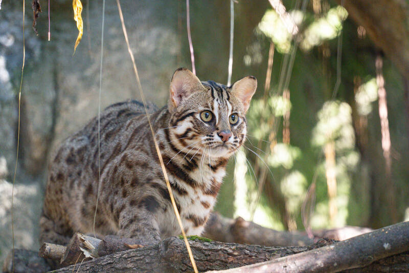 台北動物園迎3石虎 去年新生「捲心餅」中陷阱截肢回老家