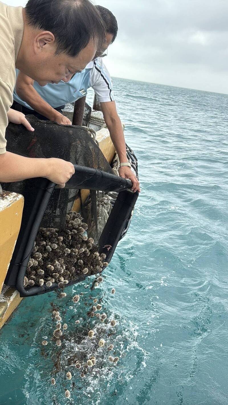 澎湖區漁會放流5000顆海膽苗 守護海洋生機