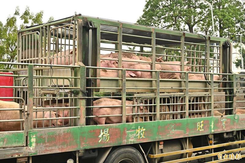 禁宰禁運豬隻解封 運豬車陸續直達高雄肉品運銷中心