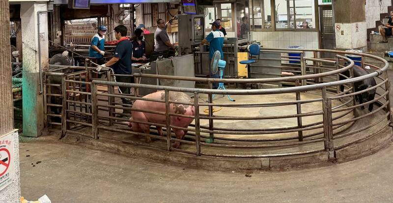 闊別15天 苗栗縣肉品市場拍賣均價達125.4元創新高