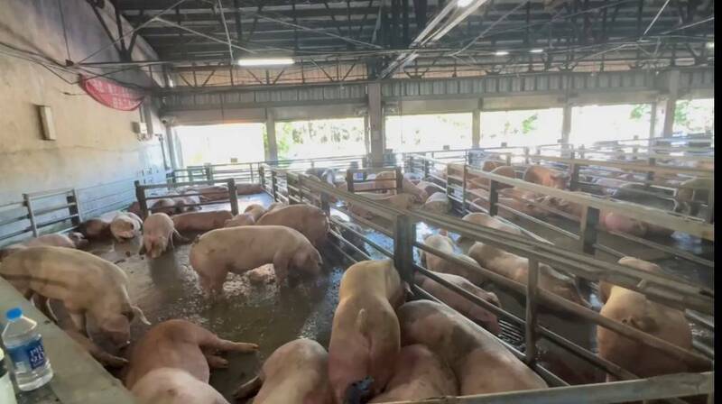 宜蘭肉品市場首日毛豬拍賣量多5成 價格持穩僅跌3.37元