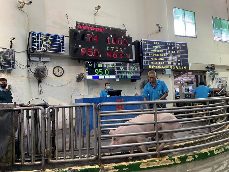 恢復毛豬拍賣!高雄拍賣4573頭增3成 價格不降反增