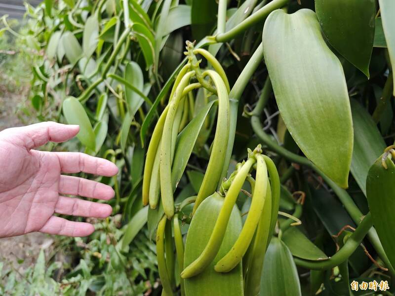 台南玉井「綠金」香莢蘭入菜 香草麵包、梅子雞、鹹豬肉美味行銷