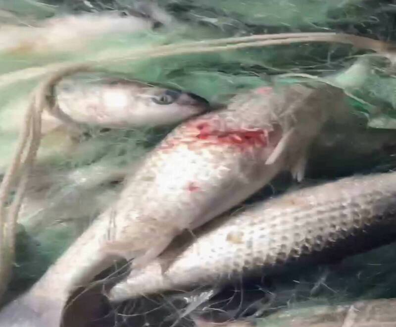 老饕卡位明開搶!立冬3000尾先頭烏報到 彰化漁民父子爽賺百萬