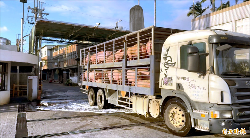 禁宰令解除 新北市場首拍2724頭、宜蘭500頭