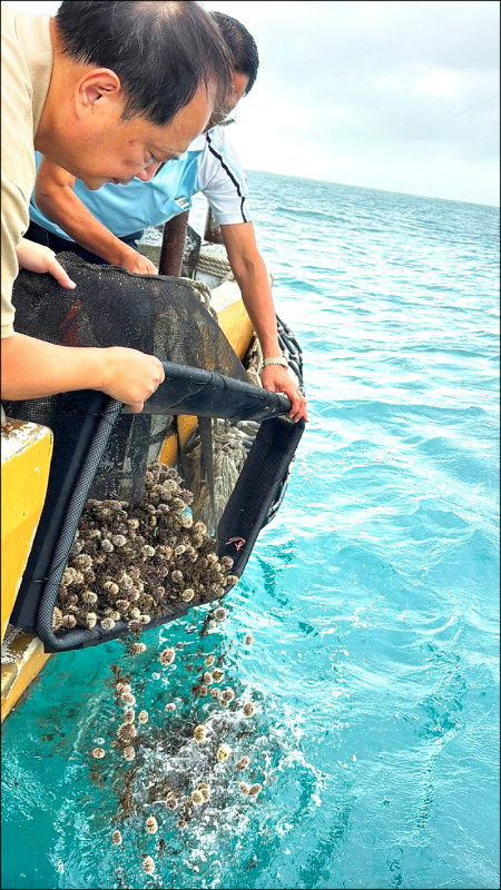 澎湖放流海膽種苗5千顆
