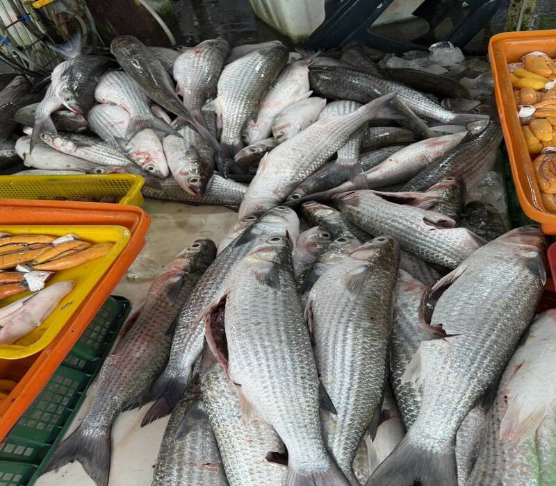 彰化3千尾「先頭烏」現殺現賣!饕客擠爆塭仔港