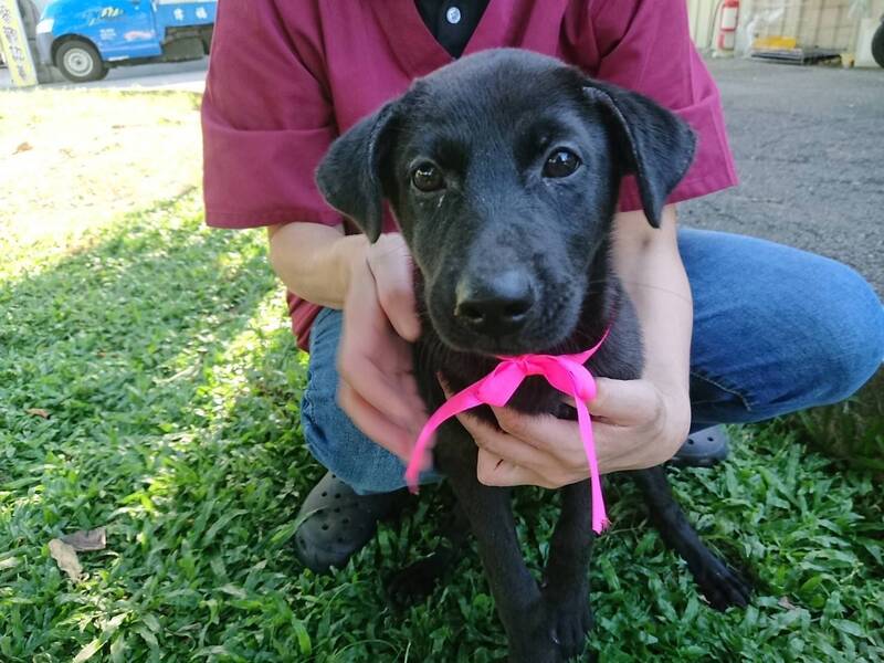 飼主快看!新北犬貓絕育補助延長到11/28