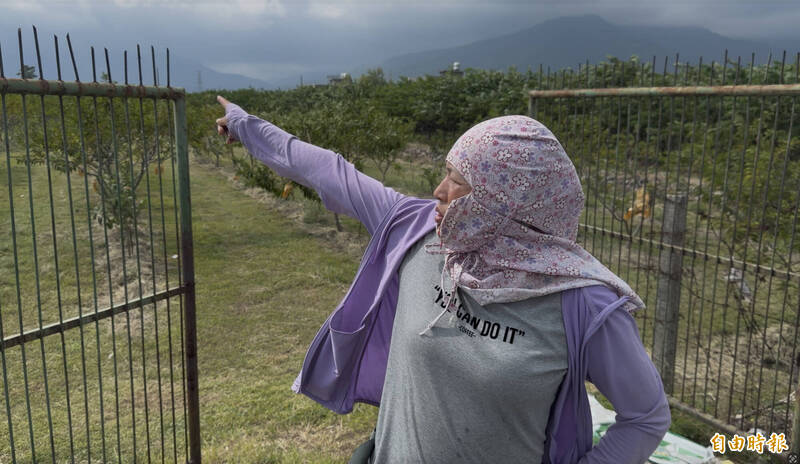 释迦果农指著另一处果园说，就算围得比自家果园还严密也没用，照样被偷。（记者刘人玮摄）