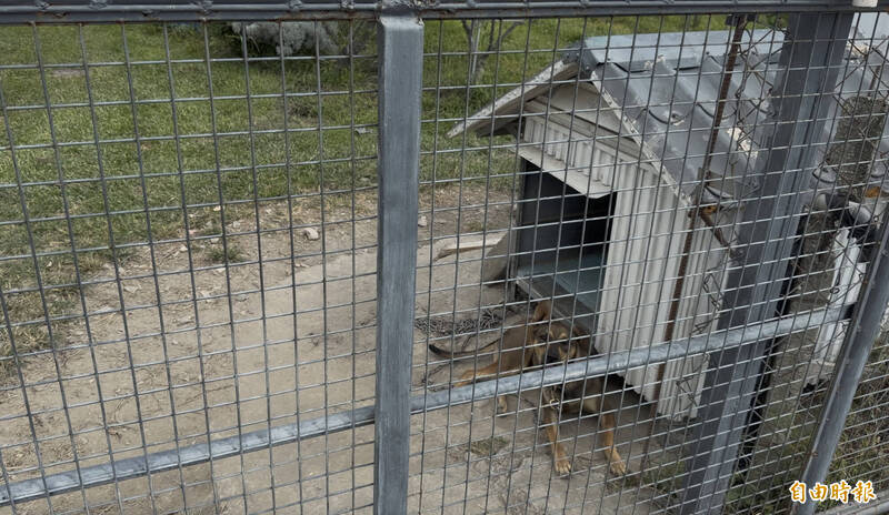 看门狗不是那么好找或培养，看到陌生人马上流口水、摇尾巴，明显恶犬成「饿犬」。（记者刘人玮摄）
