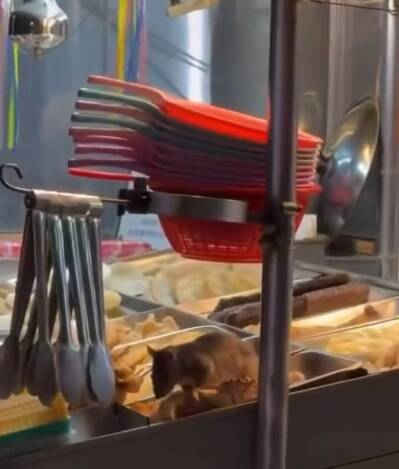 嘉義鹹酥雞攤驚見巨鼠啃食 「料理鼠王」引發熱議