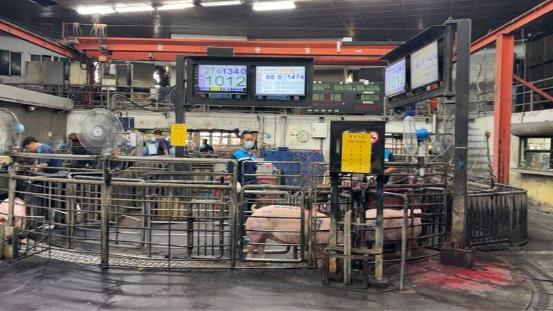 均價115.56元!雲林豬肉拍賣衝新高點 肉品市場這樣分析