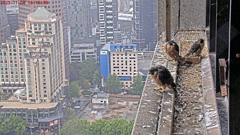 遊隼實境秀!偷情、空中打鬥高潮迭起 澳洲萬人追看