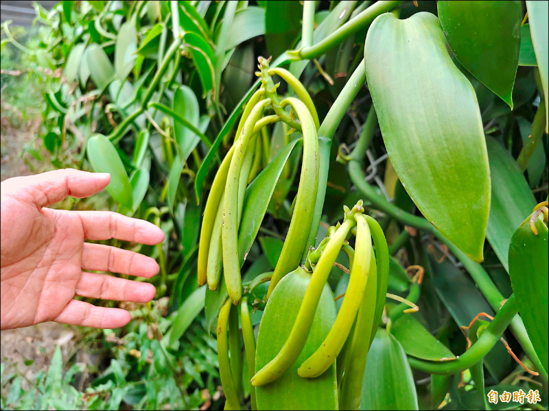 香莢蘭經濟價值高 玉井美味行銷
