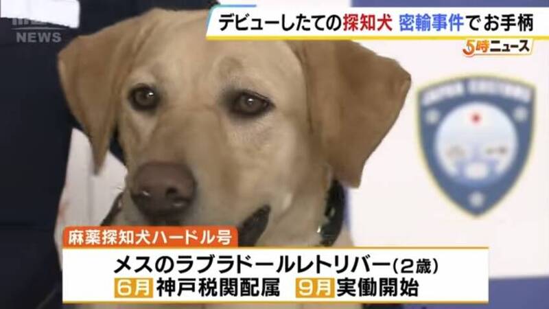 汪汪立大功! 日本新上任緝毒犬查獲走私大麻