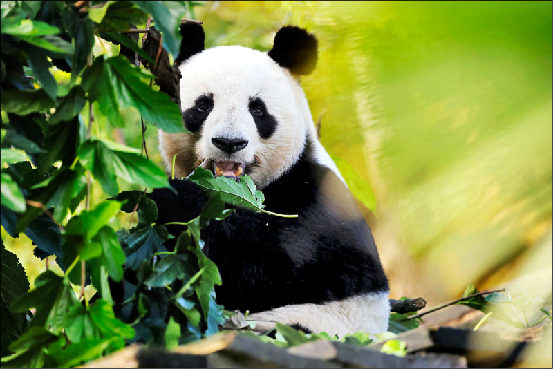 中英對照讀新聞》French zoo workers say their goodbyes as two pandas head to retirement in China法國動物園職員向返回中國養老的兩隻貓熊道別