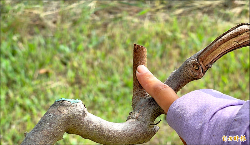 卑南太平村釋迦 10天上千斤被偷