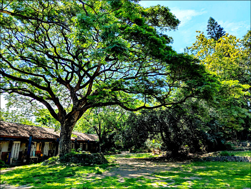 高雄新市鎮三期 環團促設橋頭糖廠森林區
