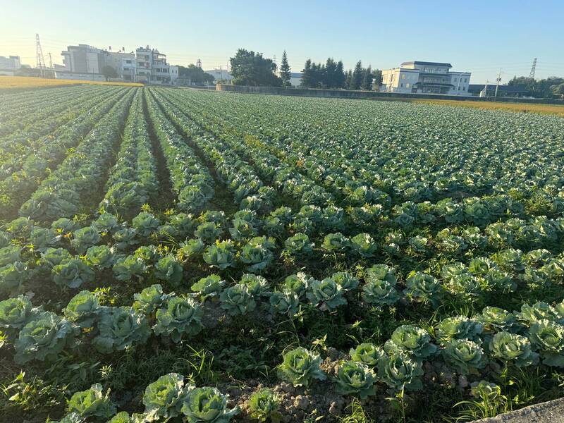 佛心高麗菜！10顆只要100元 愛心自採價在這裡