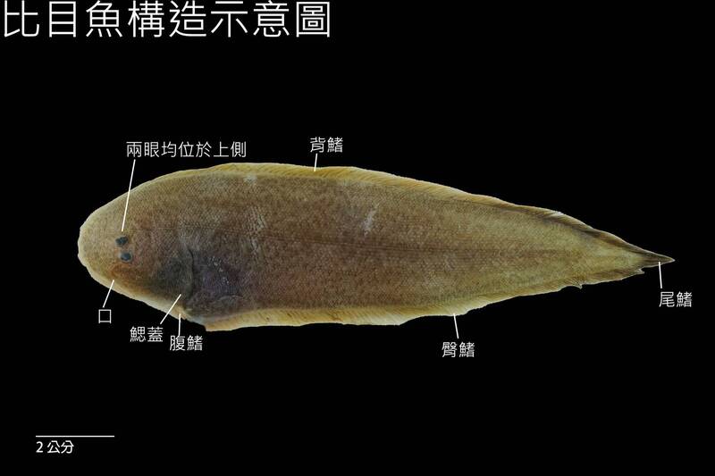 長知識了！牠的眼睛會「搬家」 比目魚分左派、右派
