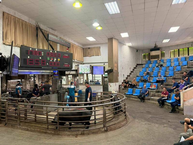 供不應求!拍賣價連2天全國第一 苗栗肉品市場明增量5成拍賣