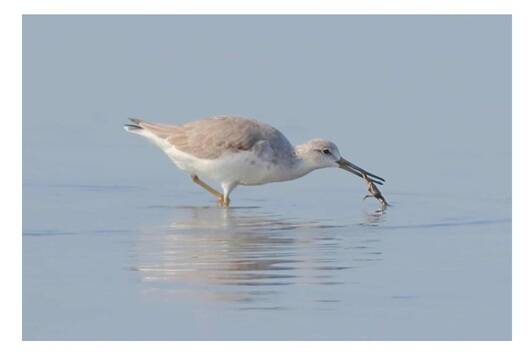 大驚喜！國際瀕危「諾氏鷸」 連10年造訪台南將軍濕地