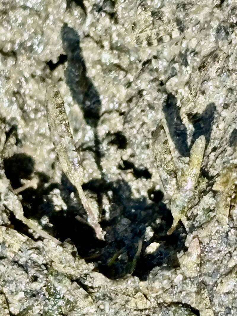 台江流域與日本南三陸學校攜手 守護「貝克氏鹽草」生態 