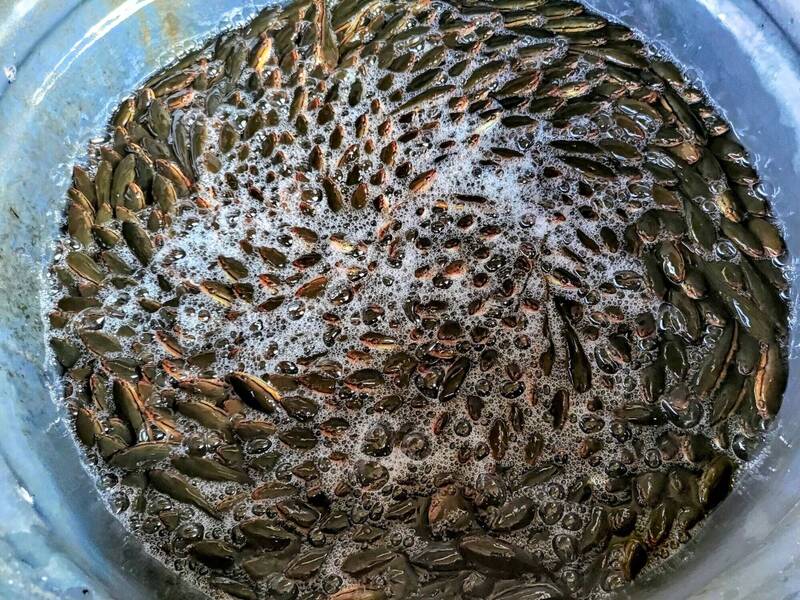 日月潭防治「惡霸」魚虎球有成 今年電撈不足千尾創新低