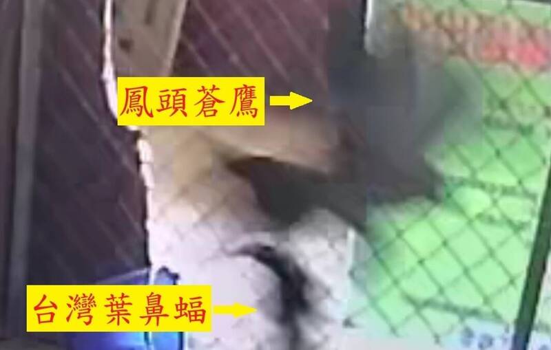 台灣葉鼻蝠秘境遭突襲 彰化四面佛寺建「VIP室」擋鳳頭蒼鷹