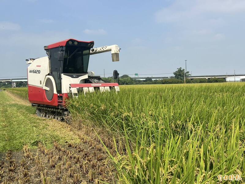 鳳凰颱風逼近 雲林稻田「人機大作戰」搶時間