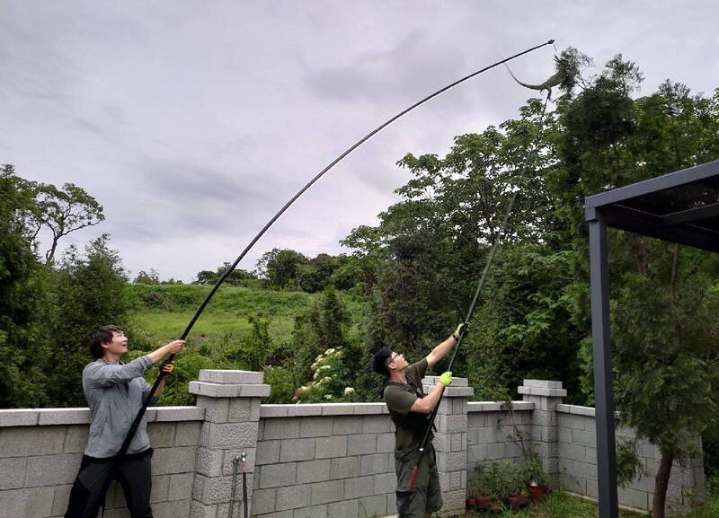 綠鬣蜥北移入侵 苗栗縣9鄉鎮市淪陷