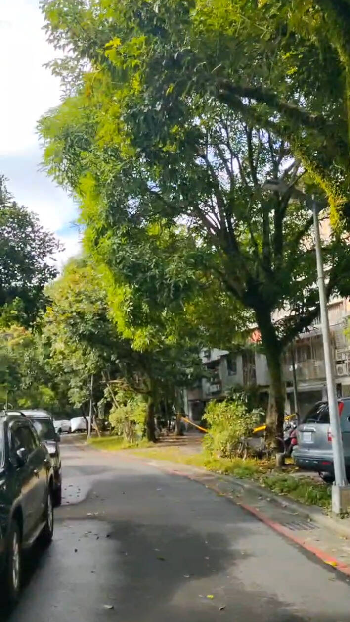 南港百合社區申請老樹保護 遇「地主」突襲砍樹