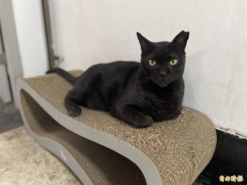 「黑豹」刑警貓成高雄刑大吉祥物  原型還協助破案