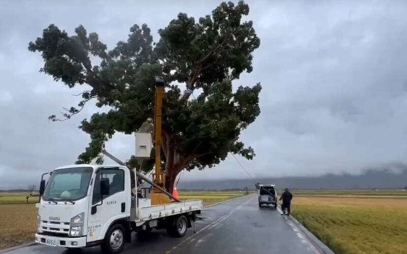 防範鳳凰颱風吹倒 池上金城武樹再被「五花大綁」