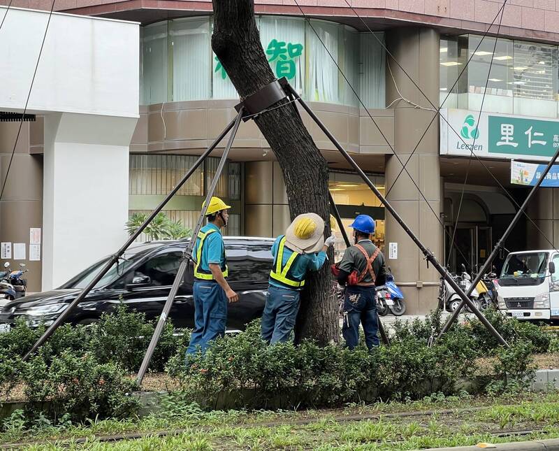 鳳凰逼近 高雄輕軌沿線樹木加固、站內設施穿「雨衣」