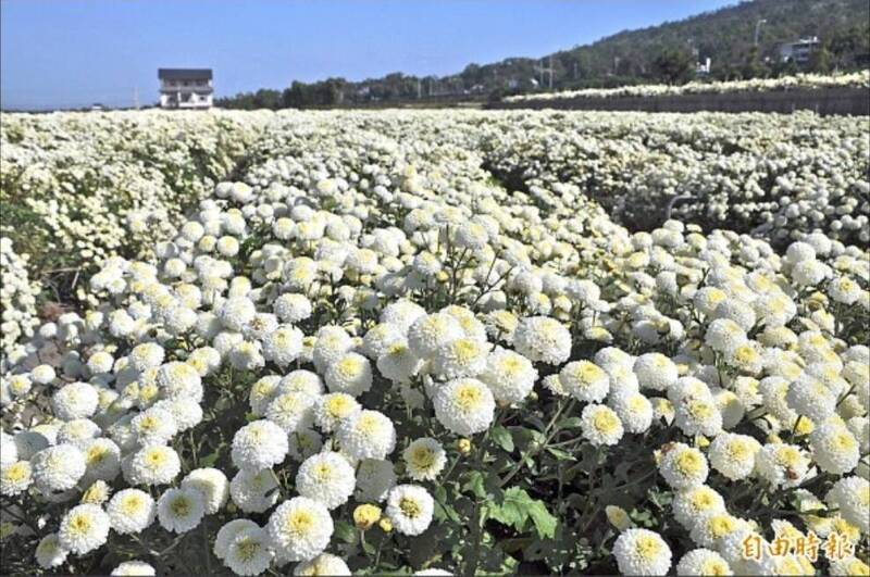 鳳凰颱風攪局！苗栗銅鑼「菊內人」杭菊生活節延期 11月底登場