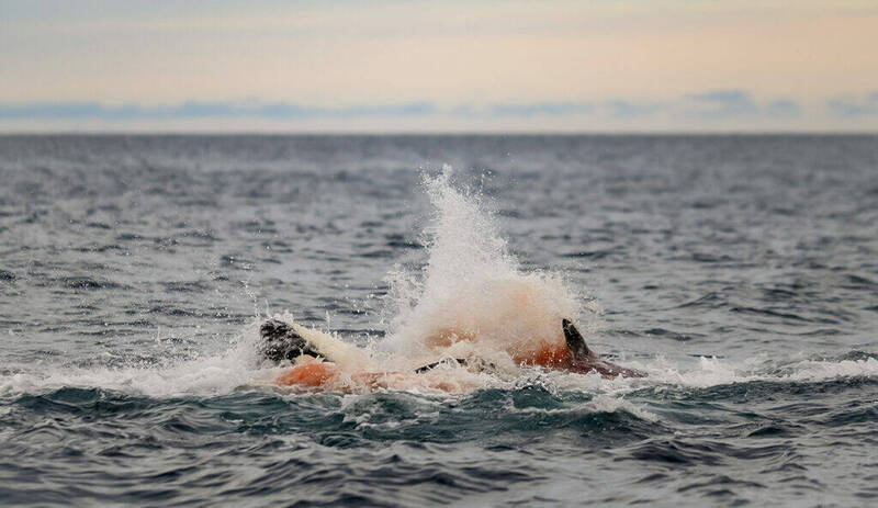 挪威外海直击全球首例野生虎鲸分娩，画面显示雌鲸产下幼鲸的瞬间，鲸群激起巨大水花，保护刚诞生的新生命。（图：Orca Channel）