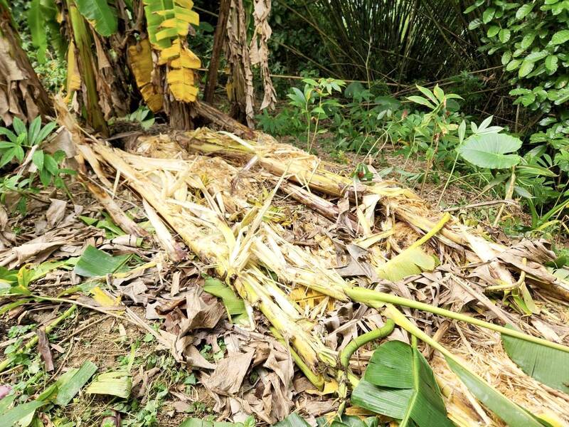 玉井年初7隻山豬現蹤 近來沙田里逾10處果園遭闖入啃食植株