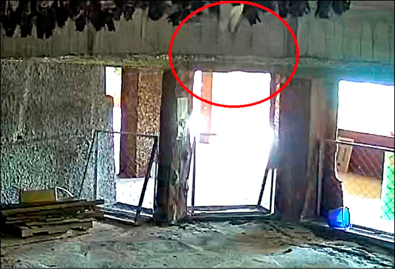 守護台灣葉鼻蝙蝠 彰化四面佛寺出招