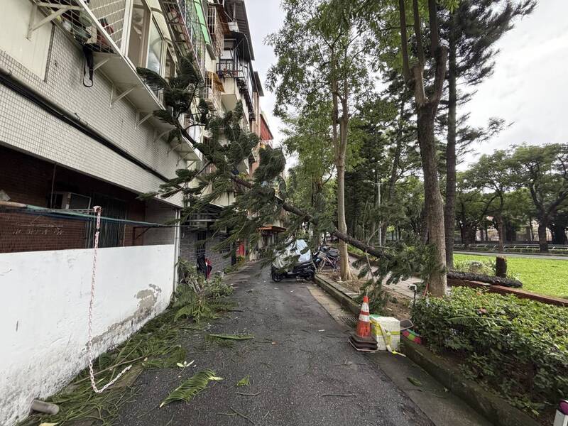鳳凰颱風逼近台灣 北投立農公園路樹不耐強風傾倒