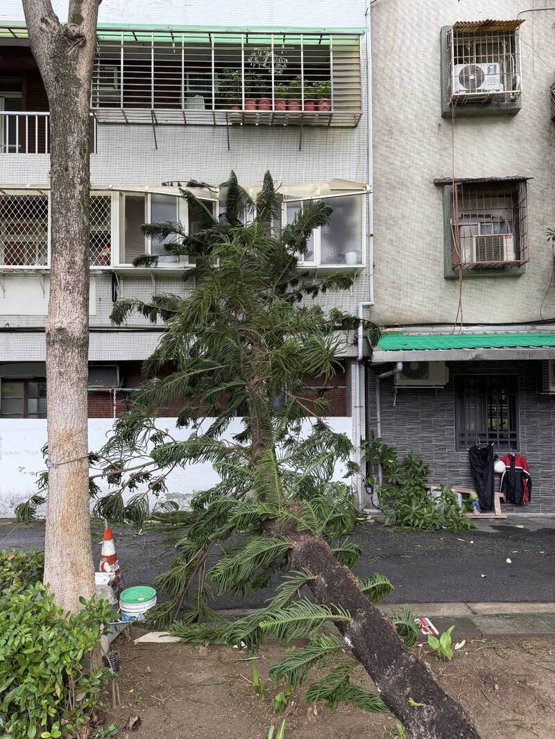 鳳凰颱風逼近台灣 北投立農公園路樹不耐強風傾倒 - 自由電子報影音頻道