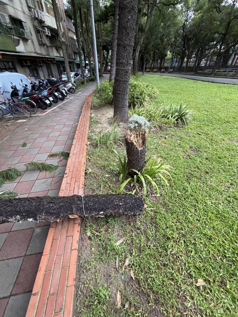 鳳凰颱風逼近台灣 北投立農公園路樹不耐強風傾倒 - 自由電子報影音頻道
