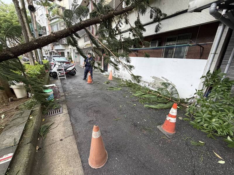 鳳凰颱風逼近台灣 北投立農公園路樹不耐強風傾倒 - 生活 - 自由時報電子報