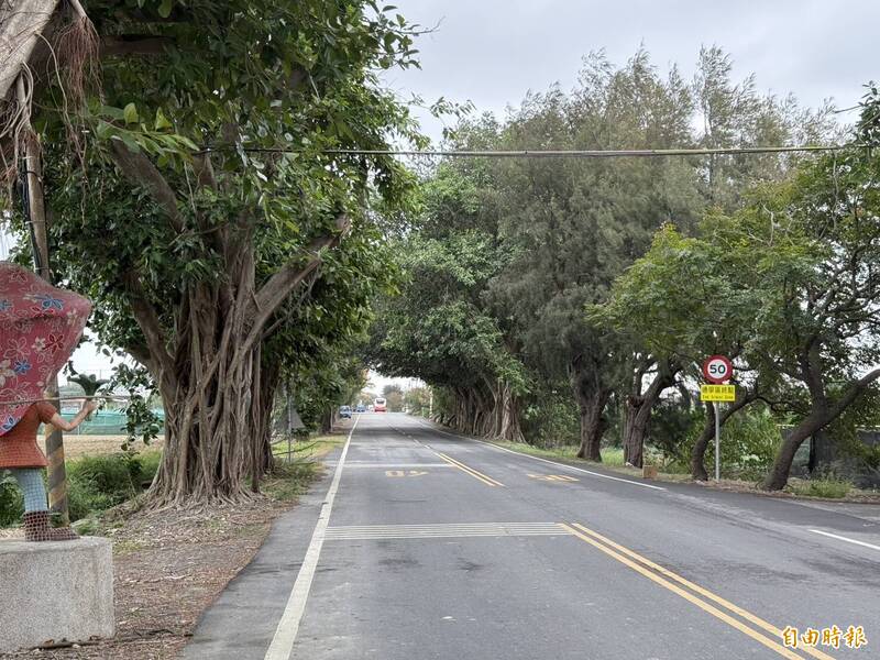 逢颱風必封! 雲林崙背綠色隧道成安全隱患 地方盼移開950棵榕樹